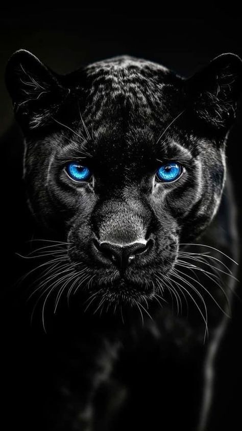 Blue Eyed Animals, 70s Haircuts, Black Jaguar Animal, Black Panther Images, Black Panther Cat, Black Panther Tattoo, Panther Pictures, Mobil Mustang, Big Cats Photography