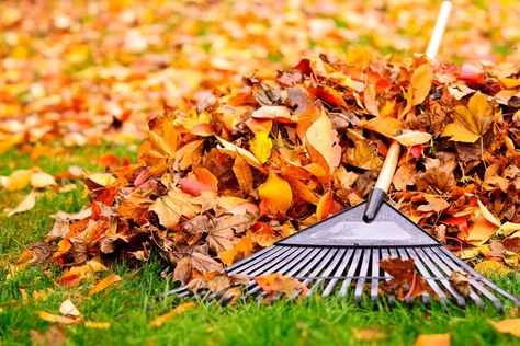 Fall Garden Checklist, Fall Lawn Care, Garden Checklist, Fall Lawn, Yard Cleanup, Spring Clean Up, Raking Leaves, Fall Clean Up, Bermuda Grass