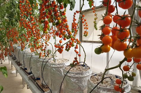 Hydroponic Climate Controlled Greenhouse with fully automated system-Pakistan Hydroponics Tomato Tunnel, Hydroponic Tomatoes, Hydroponic Herb Garden, Greenhouse Interior, Hydroponic Greenhouse, Growing Tomatoes Indoors, Greenhouse Farming, Tomato Farming, Hydroponic Farming