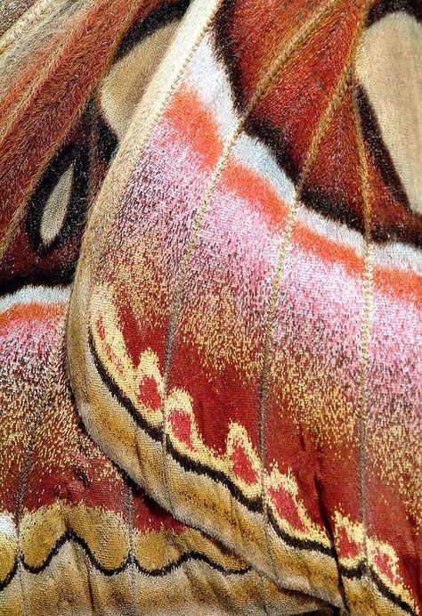 Wings Atlas Moth, Papillon Butterfly, Moth Wings, Pics Art, Patterns In Nature, Color Textures, Butterfly Wings, Macro Photography, Textures Patterns