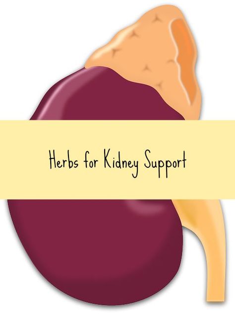 Remedies For Kidney Pain, Heal Kidneys, Herbal Grimoire, Kidney Supplements, Kidney Support, Improve Kidney Function, Kidney Pain, Kidney Detox, Natural Remedies For Allergies