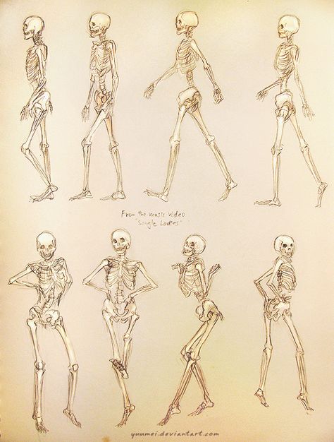 Scientific Illustration | Single Ladies Skeleton Study Skeleton Study, Yuumei Art, Skeleton Anatomy, Skeleton Drawings, Human Skeleton, Single Ladies, Human Anatomy Art, Anatomy Poses, Skeleton Art