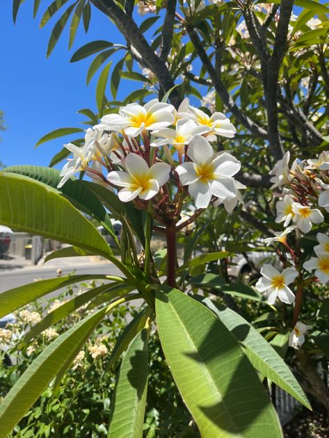 Yellow and white soft Hawaiian flower Frangipani Flower, Water Fairy, Flower Silhouette, Plumeria Flowers, Rare Flowers, Happy Things, Spring Vibes, Future Life, Tropical Plants