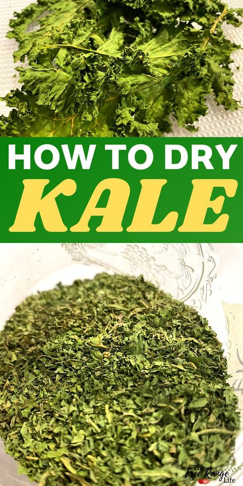 Kale Canning Recipes, How To Preserve Fresh Kale, Dehydrating Kale In Dehydrator, Kale Uses, How To Preserve Kale, Kale Preservation, Recipes For Kale Greens, Preserving Kale, Preserve Kale