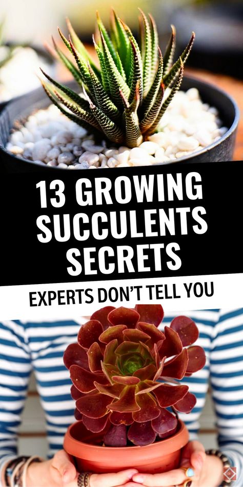 These 13 succulent tips will elevate your gardening game and help you avoid common beginner mistakes. Learn everything about succulent care, how to propagate succulents, and best practices for keeping succulents indoors. Ideal for all levels, this guide empowers you to keep succulents healthy and happy in any setting. Save this pin and discover the keys to a thriving succulent garden that flourishes indoors and out! Transplant Succulents How To, Identifying Succulents, Succulent Tips, Transplant Succulents, How To Propagate Succulents, Succulents Care, Propagate Succulents From Leaves, Succulent Fertilizer, Propagate Succulents