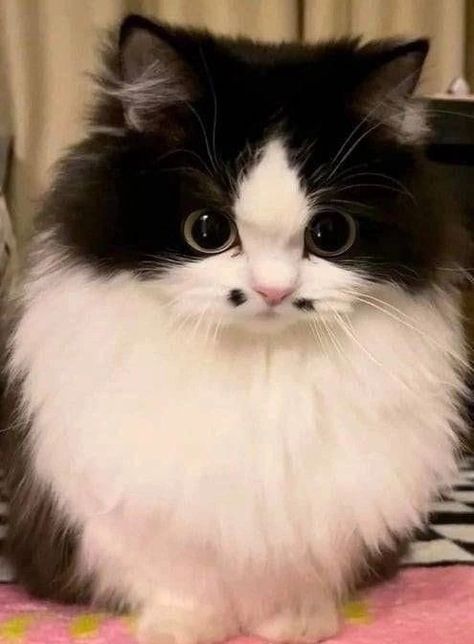 Gato Munchkin, Munchkin Cats, French Cat, Munchkin Kitten, Spoiled Cats, French Boy, Cutee Animals, Cat Species, Munchkin Cat