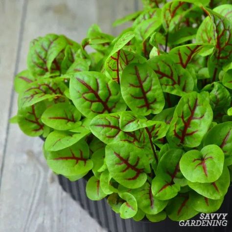 Red veined sorrel is an interesting perennial vegetable with tart, lemon-flavored leaves. This unique green can be eaten as a microgreen, as baby leaves, or as mature leaves. Learn how to grow red veined sorrel. #gardening #vegetablegardening Grow Food Inside, Red Sorrel, Sorrel Plant, Tortoise Enclosure, Growing Vegetables In Pots, Vegetables Garden, Tattoo Plant, Planting Garlic, Herb Garden In Kitchen