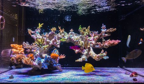 Reef Scape, Reef Aquascape, Saltwater Aquarium Beginner, Reef Aquascaping, Reef Tank Aquascaping, Aqua Scape, Nano Reef Tank, Aquascape Ideas, Saltwater Aquarium Fish