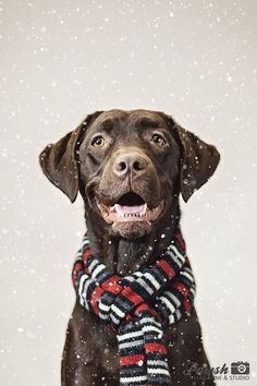 A pretty chocolate lab! Christmas dog photography! Christmas Dog Photography, Dog Photo Ideas, Dog Christmas Pictures, Dessert Holiday, Chocolate Labs, Cheesecake Dip, Christmas Easy, Desserts Christmas, Quick Dessert