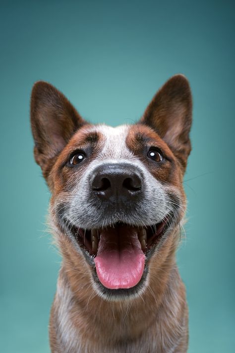 Photographer Alexander Khokhlov and his wife Veronica Ershova show off the personalities of pups with their series of custom dog portraits. Dog Expressions, Fabric Cat, Dog Personality, 강아지 그림, Dog Photograph, Different Dogs, Custom Dog Portraits, Smiling Dogs, Dog Face