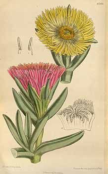 5307 Carpobrotus edulis (L.) N.E. Br. [as Mesembryanthemum edule L.]  / Curtis’s Botanical Magazine, vol. 144 [ser. 4, vol. 14]: t. 8783 (1918) [M. Smith] Aster Amellus, Aster Tattoo, Aster Flower Tattoos, Michaelmas Daisy, Alpine Flowers, Aster Flower, Family Tattoo, Missouri Botanical Garden, Vintage Botanical Prints