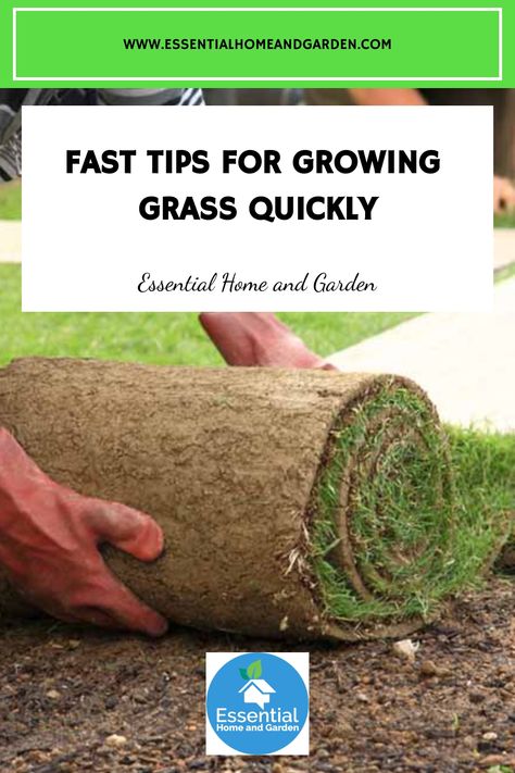 Fast Tips for Growing Grass Quickly Grow Grass Fast, Grass Seed Types, Landscape Tips, Affordable Backyard Ideas, Cheap Landscaping Ideas, Growing Grass, Cheap Backyard, Aerate Lawn, Types Of Grass