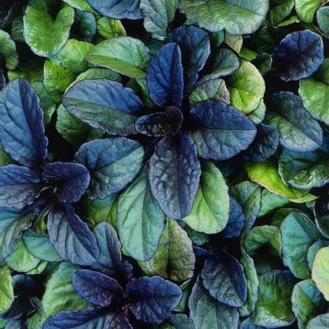 Best Ground Cover Plants, Garden Problems, Ground Covers, Garden Wallpaper, Fast Growing Plants, Ground Cover Plants, Garden Yard Ideas, Flowers Perennials, Ground Cover