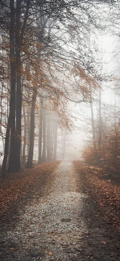 Grey Fall Aesthetic, Muggy Weather, Autumn Whispers, Outdoor Scenery, Playlist Covers Photos, Foggy Weather, Rain Wallpapers, Fall Images, Fall Beauty