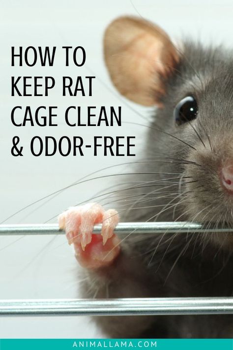 Pet Rat Cages, Rattus Rattus, Rat Care, Rat Cage Accessories, Mouse Cage, Pet Rodents, Dumbo Rat, Baby Rats, Rat Toys