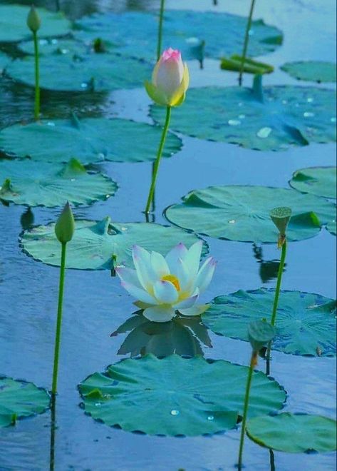 Water Lily Aesthetic Wallpaper, Water Lilies Art, Willa Cather, Hillside Garden, Lily Garden, Water Lily Pond, Pink Flowers Wallpaper, Iphone Wallpaper Landscape, Water Aesthetic