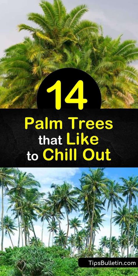 Bring the tropics to your home with the sabal palm, needle palm pindo palm, dwarf palmetto, and other trees with built-in cold hardiness that they’ve obtained over years of adaptations. Your yard can have a Mediterranean feel even if you live in northern regions. #cold #hardy #palm #trees Pindo Palm, Bismarck Palm, Needle Palm, Chinese Fan Palm, European Fan Palm, Cold Hardy Palm Trees, Sabal Palm, Mexican Fan Palm, Covered Backyard