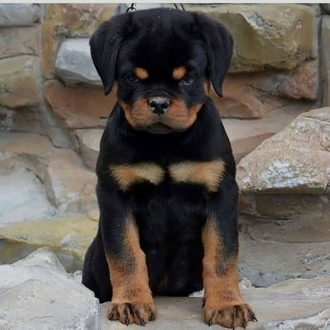 Rottweiler Love, Rottweiler Lovers, Funny Horses, Animal Tracks, Cute Dog Photos, Very Cute Dogs, Love My Dog, Really Cute Dogs, Lovely Animals