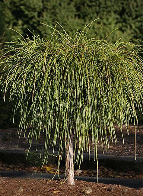 Whipchord Cedar Treeform Grafted standard. Top grows 1.5m h x 1.25m w globe, pendulous mop-head effect evergreen.  Green foliage turning bronze colour in fall.  Full sun.  Zone 5. Canadale Nurseries Ltd. Giant Arborvitae, Thuja Plicata, Evergreen Landscape, Conifers Garden, Evergreen Bush, Thuja Occidentalis, Evergreen Garden, Front Garden Landscape, Bronze Colour