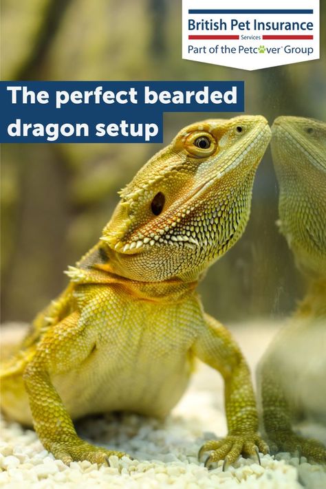 Want to know how to create the perfect vivarium set up for your bearded dragon? We've answered 5 common questions from first time owners on what they need to do in roder to have the best setup possible. Bearded Dragon Setup, Bearded Dragon Vivarium, Reptile Care, Perfect Beard, Pet Insurance, Vivarium, Common Questions, Bearded Dragon, Exotic Pets