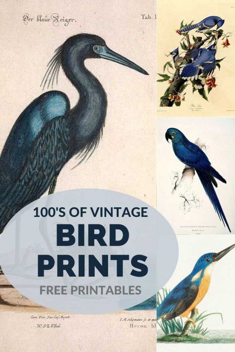 Vintage Bird Prints, Bird Printables, Vintage Bird Illustration, Bird Illustrations, Bird Paintings, Free Vintage Printables, Free Printable Wall Art, Free Printable Art, Paintings And Drawings