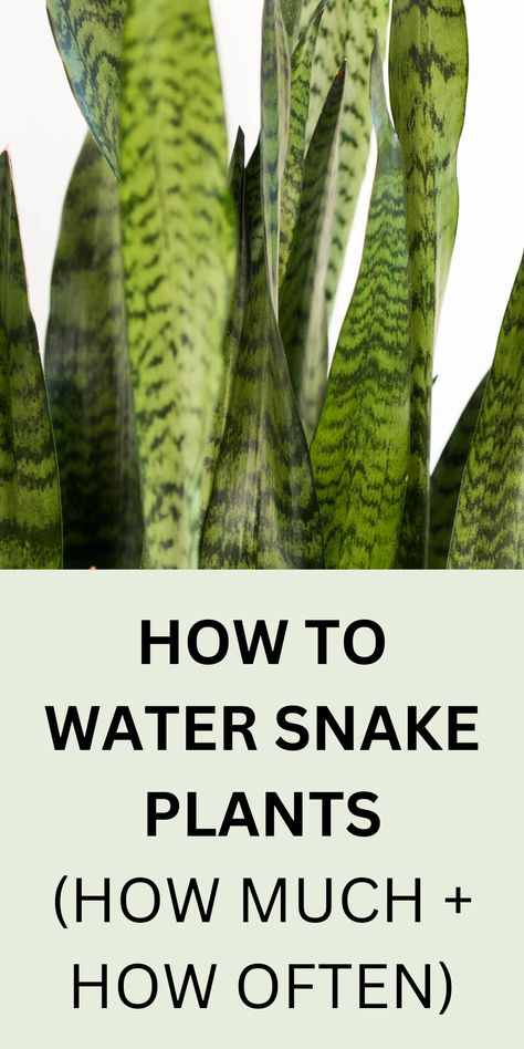 snake plant with green leaves Snake Plant Decor, Snake Plant Indoor, Lily Plant Care, Water Snake, Snake Plant Care, Easy House Plants, Shade Garden Plants, Lucky Plant, Design Kitchen Ideas