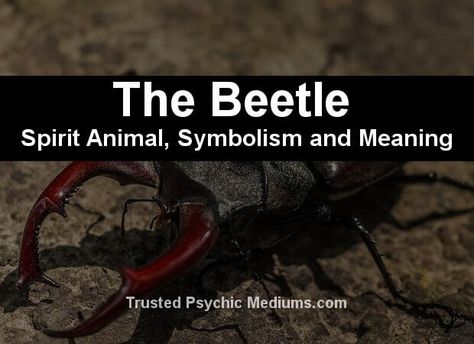 The Scarab Beetle Spirit Animal - A Guide to Meaning and Symbolism. Beetle Spirit Animal Meaning, Scarab Beetle Tattoo Meaning, Beetle Tattoo Meaning, Scarab Beetle Meaning, Beetle Spiritual Meaning, Beetle Symbolism, Scarab Beetle Tattoo, Scarab Tattoo, Egyptian Scarab Beetle