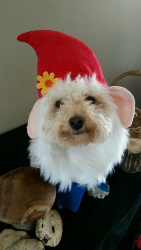 Tilly the gnome Dog Gnome Costume, Halloween Gnome Costume, Gnome Dog, Dog Mushroom Costume, Garden Gnome Halloween Costume, Dog Custumes, Garden Gnomes Costume, Diy Girls Costumes, Yarn Beard