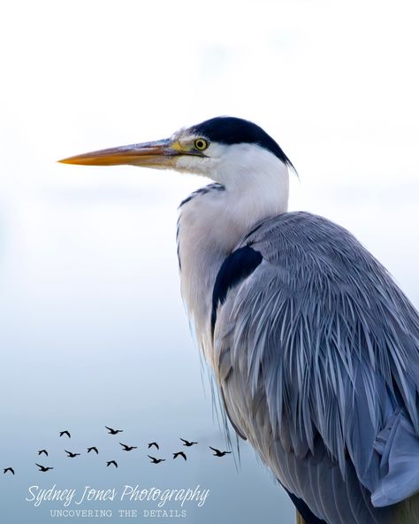 Grey Heron ‘Ardea cinerea’ - @canonuk M50 Mark II - EF-EOS M Adapter (@viltrox.official) - 150-600mm f/5.0-6.3 DG OS HMS (@sigmauk) - ISO640 - f/6.3 - 1/1000s - Edited with @lightroom #photography #photographer #canonuk #canonphotography #canonphotographers #sigma #sigmalens #viltrox #canoncamera #wildlife #wildlifephotography #wildlifeplanet #wildlifeconservation #wildlifephotographer #wildlifelovers #canonuk #canonphotography #morebirdpics #british_wildlife_hub #britishwildlifehub... Blue Heron Photography, Heron Photography, Great Blue Heron Flying, Lightroom Photography, Indian Pond Heron, Snowy Egret, Grey Heron, Art Study, British Wildlife