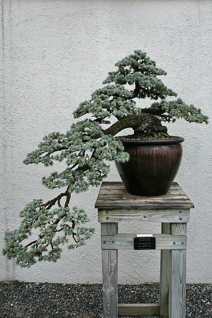 Cedar Bonsai, Cascading Bonsai, Blue Atlas Cedar, Cedrus Atlantica, Japanese Bonsai Tree, Atlas Cedar, Indoor Bonsai Tree, Bonsai Styles, Japanese Bonsai