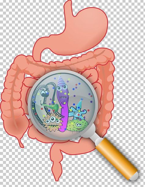 Small Intestine Bacterial Overgrowth, Hashimotos Disease, Gut Flora, Gaps Diet, Flora Intestinal, Gut Microbiota, Lactobacillus Acidophilus, Natural Antibiotics, Irritable Bowel