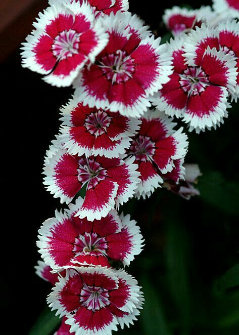 Sweet William Tattoo, Sweet William Flowers Tattoo, Sweet William Flowers, Dianthus Barbatus, Dianthus Flowers, Garden Flower Beds, Flower Sleeve, Blossom Garden, Sweet William