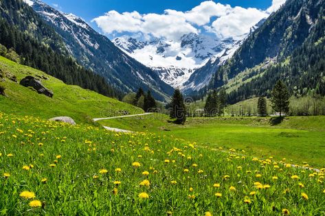 Amazing alpine spring summer landscape with green meadows flowers and snowy peak , #Aff, #landscape, #green, #meadows, #summer, #Amazing #ad Big Family Photos, Classroom Idea, Picture Wallpaper, Dream Place, Nature Background, Historical Monuments, Meadow Flowers, Summer Landscape, Outdoor Lover