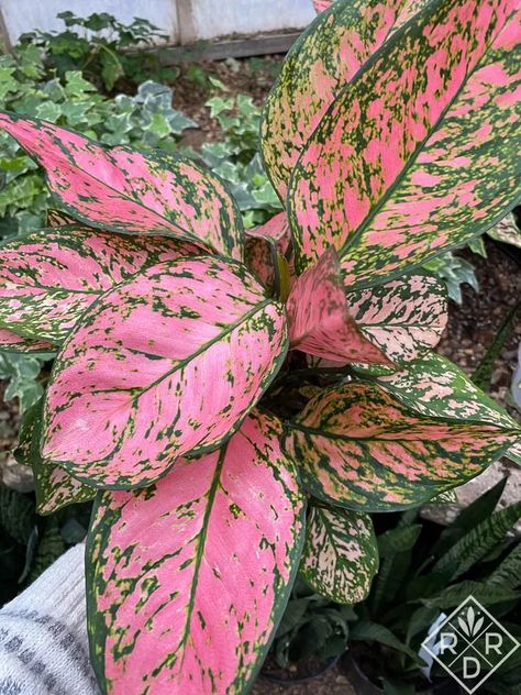 It's happened. I have a bonafide red aglaonema addiction. It sounds like a nasty virus, but actually, it's an affliction of indoor plant happiness. Plants In Glass Jars, Aglaonema Pink, Red Aglaonema, Chinese Evergreen Plant, Plant In Glass, Plant Diy, Red Amaryllis, Silver Plant, Plant Goals