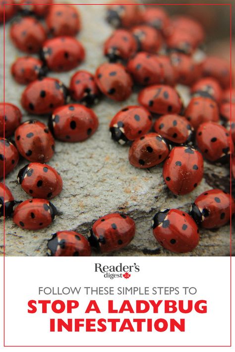 With their cheery red shells and perky black polka dots, ladybugs often show up as Halloween costumes and themed party decor, so it's hard to believe they're considered a pest by many. Ladybug House, Flying Animals, Bug Infestation, Flying Lantern, Get Rid Of Flies, A Ladybug, Lady Bugs, Cleaning Organizing, It's Hard