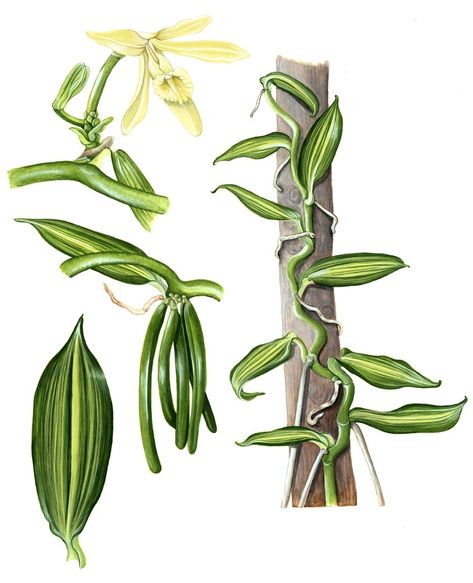 Vanilla Planifolia, Vanilla Plant, Vanilla Orchid, Orchid Plants, Plant Drawing, Plant Illustration, All About Plants, Van Gogh, Bourbon