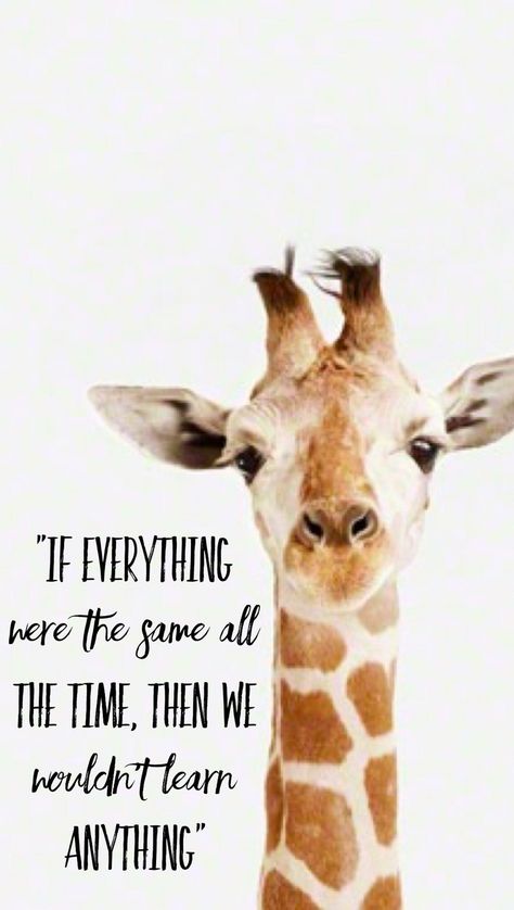 Giraffe Quotes, Giraffe Funny, Cricut Animals, Bible Journaling Printables, Giraffe Pictures, It Original, Positive Learning, Giraffe Art, Original Quotes