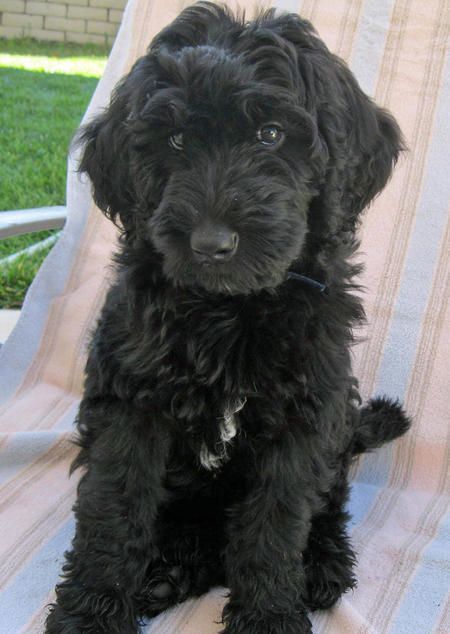 As a combination of Labrador and Poodle parents, the Labradoodle is one of the most popular newer breeds in the world today! Cute Puppy Names, Black Labradoodle, Doodle Pictures, Maltipoo Dog, Labradoodle Puppy, Yorkshire Terrier Puppies, Lovely Animals, Golden Doodle, Doodle Dog