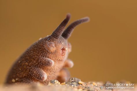 Velvet Worm, Scientists, Velvet, Animals