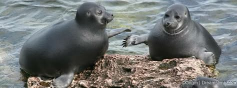 Funny Seals, Goofy Dog, Cute Seals, Seal Pup, Baby Seal, Sea Lion, Sea Animals, Beautiful Creatures, Sea Creatures