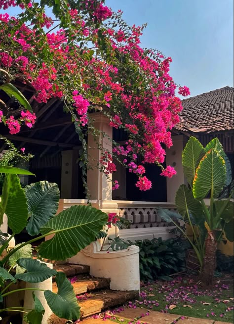 India 
Goa 
Goan 
Gardens 
Portuguese 
Latin 
Portugal 
Inquisition 
History 
Vintage 
Bougainvillea 
Pink 
Beautiful 
Colourful 
Fresh South Goa Aesthetic, Goa Portuguese, Old Indian Houses, Goa Inspiration, Goa Houses, Goa Homes, South Indian House, Portuguese Garden, Goa Aesthetic