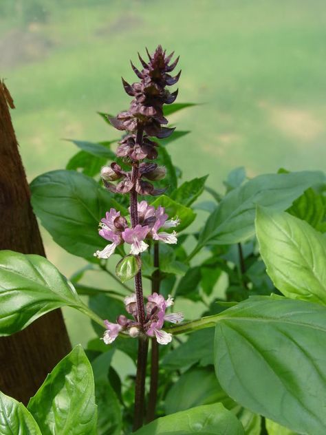 Holy basil learn 2 #grow #basil http://www.growplants.org/growing/holy-basil Basil Flower, Grow Basil, Ocimum Tenuiflorum, Herbal Leaves, Swami Sivananda, Basil Herb, Growing Basil, Types Of Herbs, Basil Seeds