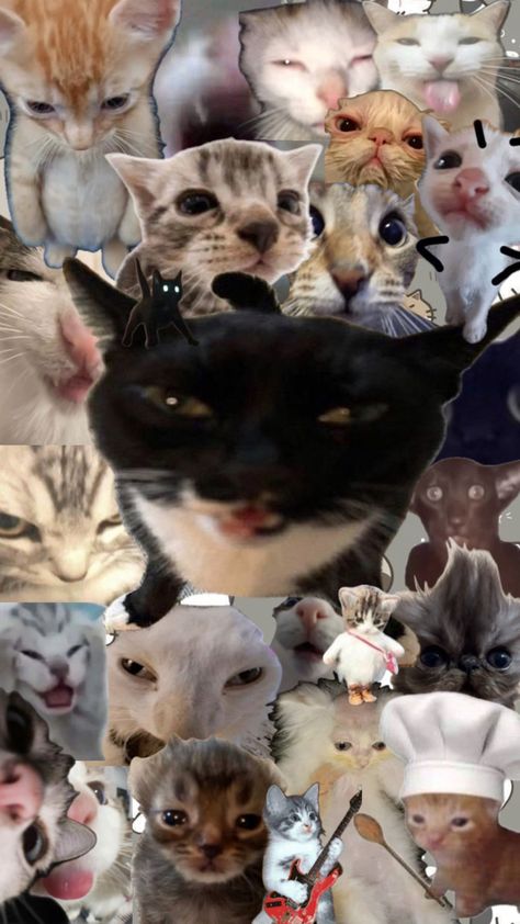 Multi photo wallpaper cat kawai Cat Lover Wallpaper, Cat Meme Wallpaper, Cat Collage, Monkey Wallpaper, Wallpaper Cat, Multi Photo, Cat Wallpaper, Silly Cats, Photo Wallpaper