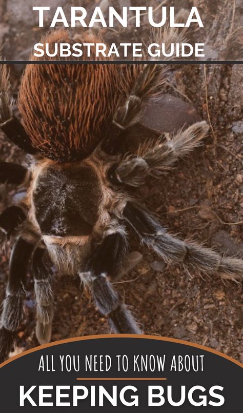 Tarantula Terrarium, Tarantula Habitat, Tarantula Enclosure, Pet Tarantula, Exo Terra, Terrarium Diy, Terrarium Plants, Nothing More, Spiders