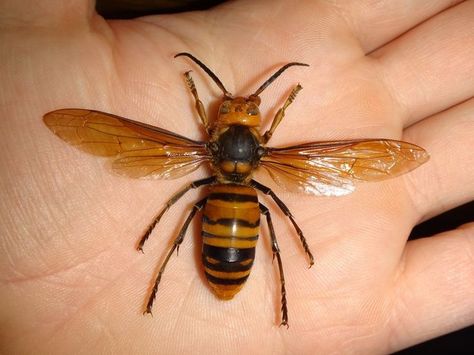 Japanese Hornet, Japanese Giant Hornet, Honey Bee Tattoo, Aesthetic Health, Tattoo Health, Bee Drawing, Wasp Nest, Wings Drawing, Poster Inspiration