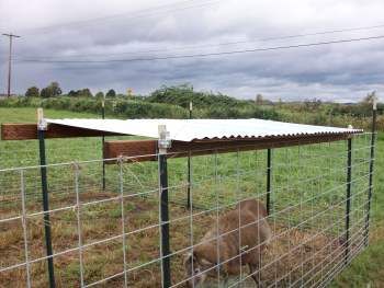 Quick Shelter Using Wedge-Loc & T-Post Construction | The Collie ... Goat Shade Ideas, Chicken Rain Shelter, Cow Shelter Ideas, Donkey Pen Ideas, Sheep Shelter Ideas, Sheep Fence Ideas, Lamb Shelter, Rain Shelter For Dogs, Small Cow Shelter