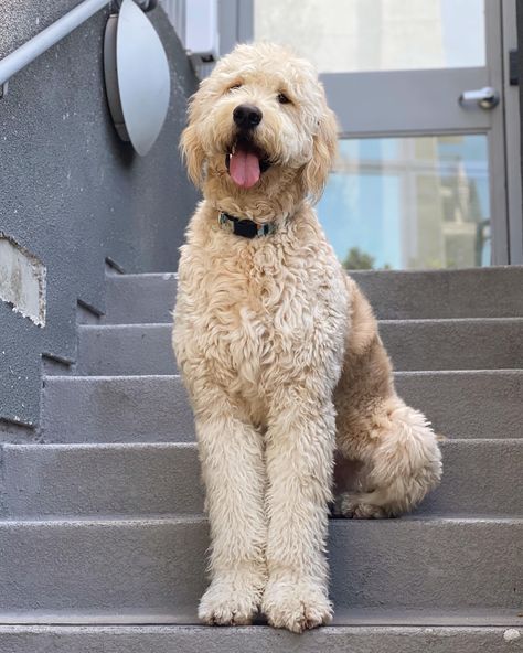 Groodle Full Grown, Full Grown Goldendoodle, Golden Doodles Full Grown, Giant Goldendoodle, Big Goldendoodle, Golden Doodle Haircut Styles, Doodle Haircut Styles, Golden Doodle Haircut, Goldendoodle Full Grown