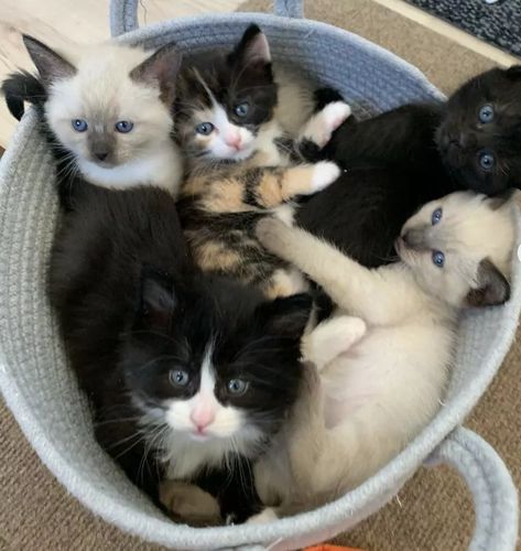 kittens in basket Basket Of Kittens, Box Of Kittens, Kitten Litter, Cat In Basket, Kitten Costumes, Cat Basket, Foster Kittens, Cat Stories, Mama Cat