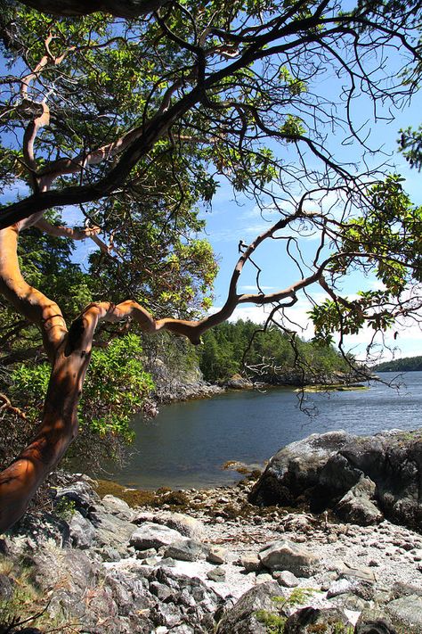 Secluded Waters by Frank Townsley Arbutus Tree, January 2nd, Hair Projects, Landscape Inspiration, Wonderful Nature, Tree Lover, Pacific Nw, Tree Houses, Landscape Art Painting