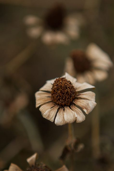 Brown Cottage, Brown Eyes Aesthetic, Eye Trends, Hazel Color, Color Collage, Brown Flowers, Flower Gardens, Shades Of Beige, Photo Wall Collage